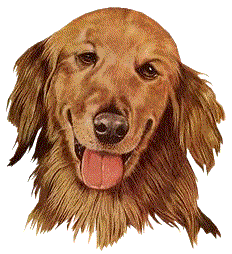 spreekbeurt hond