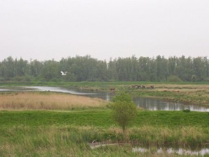 795px-Biesbosch_wetlands