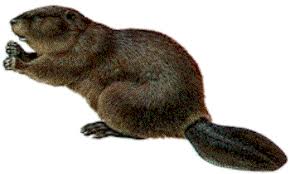 bever