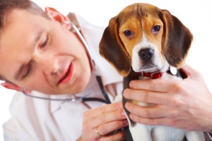 dierenarts-met-hond