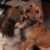 Honden
