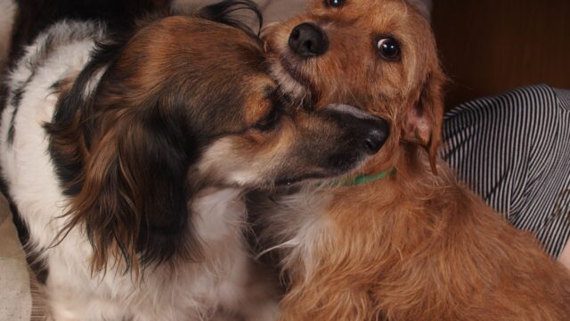 Honden