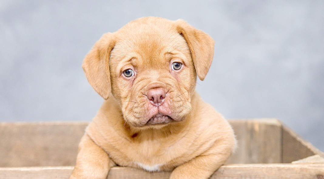 Hypoallergeen dierenvoer