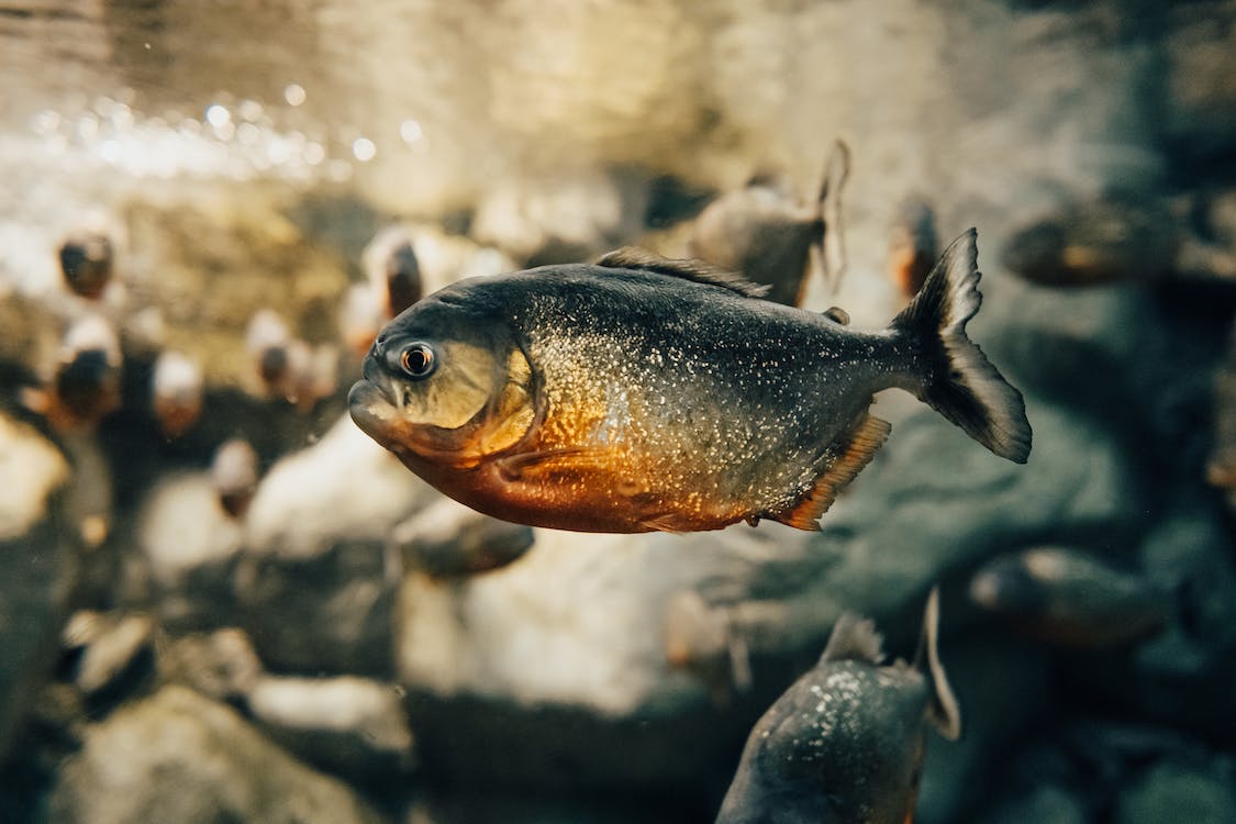 Spreekbeurt over piranha