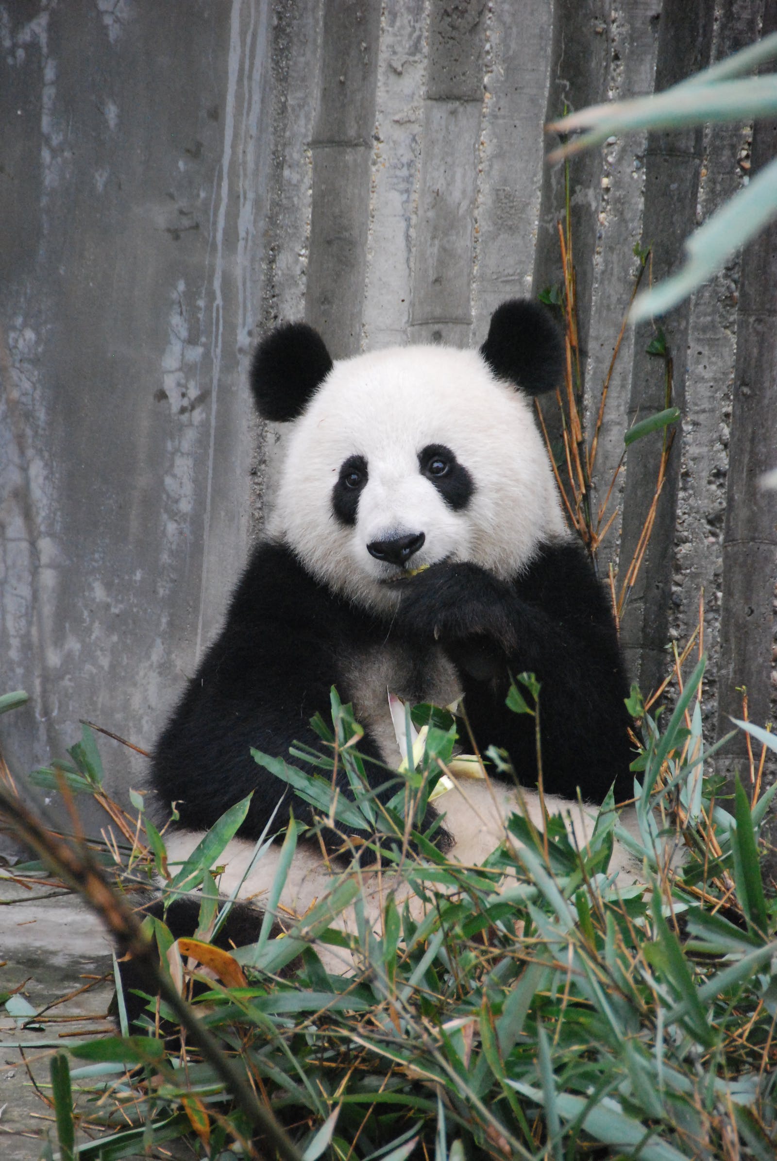 Spreekbeurt reuzenpanda