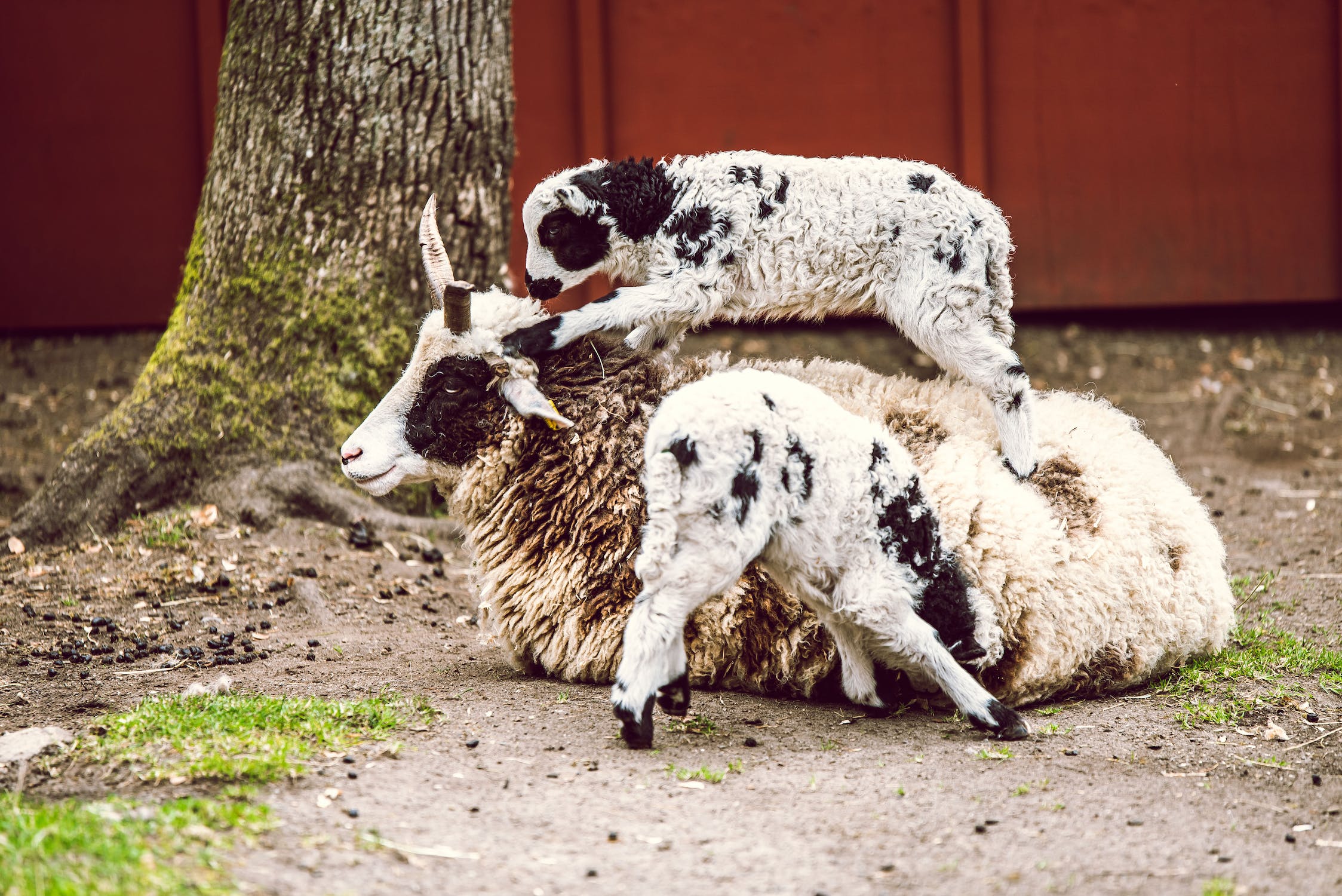 Kinderboerderij