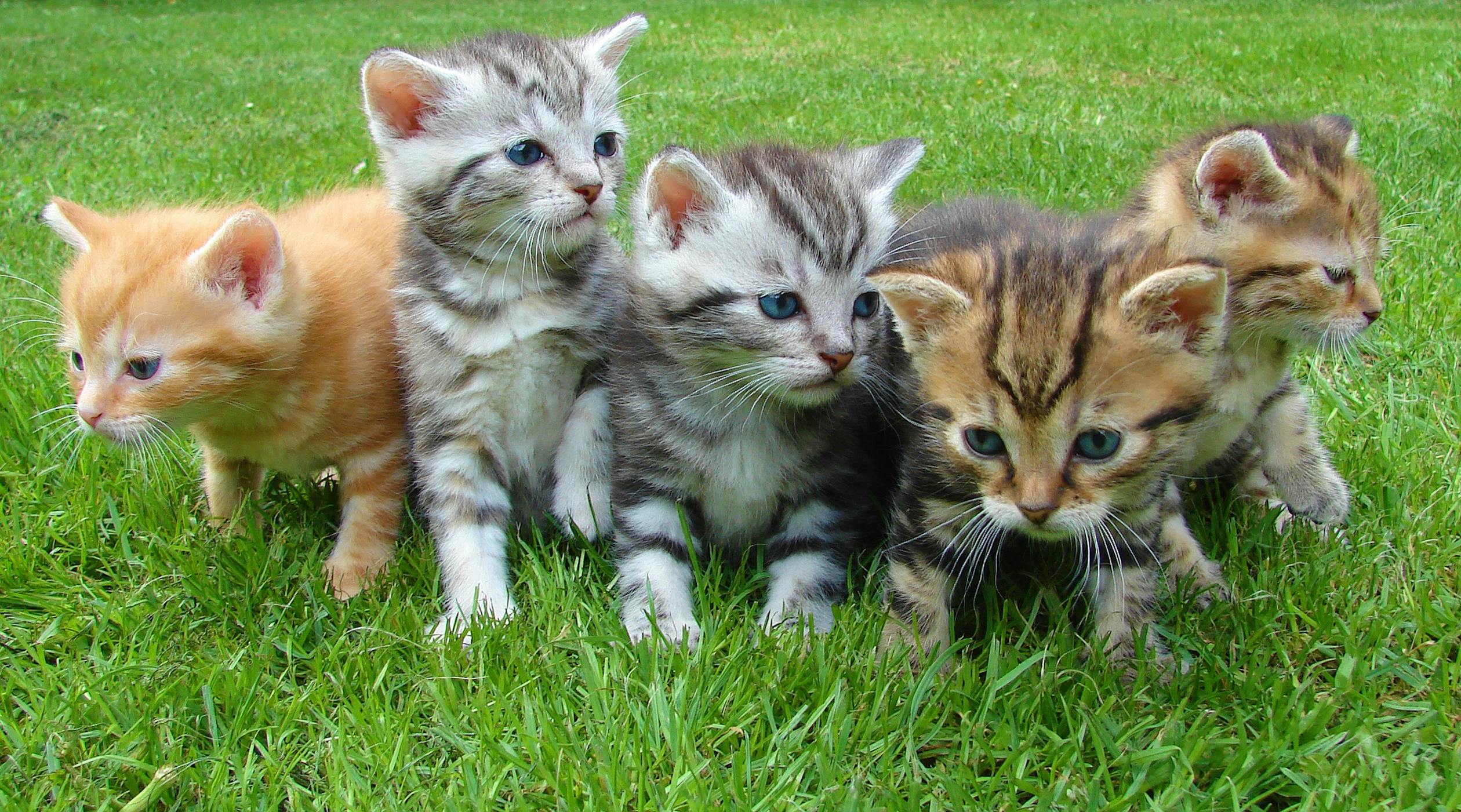 Zo geef je een toffe spreekbeurt over dieren