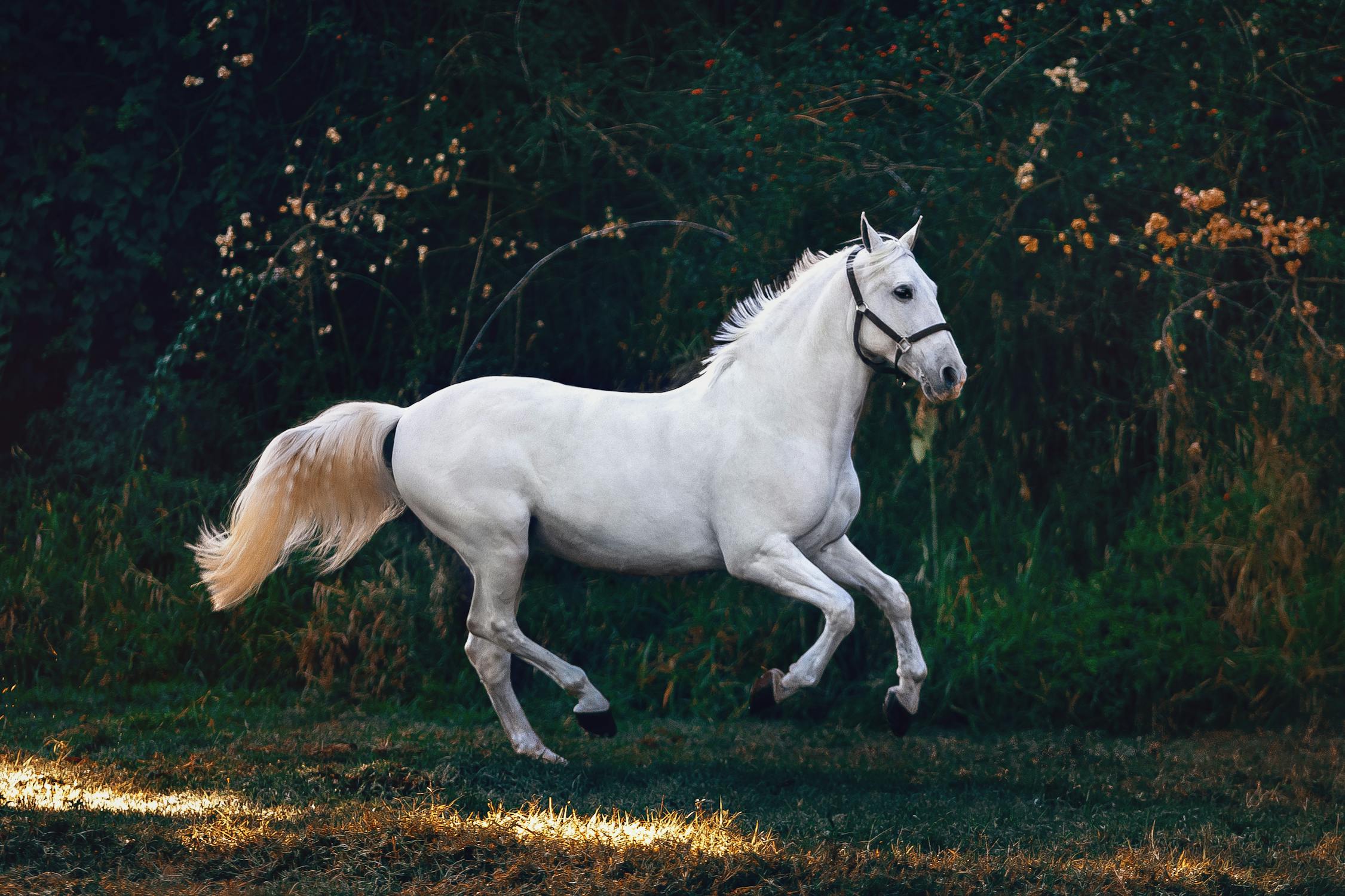 Niet weer over paarden! Hoe vind je een origineel onderwerp voor je spreekbeurt?