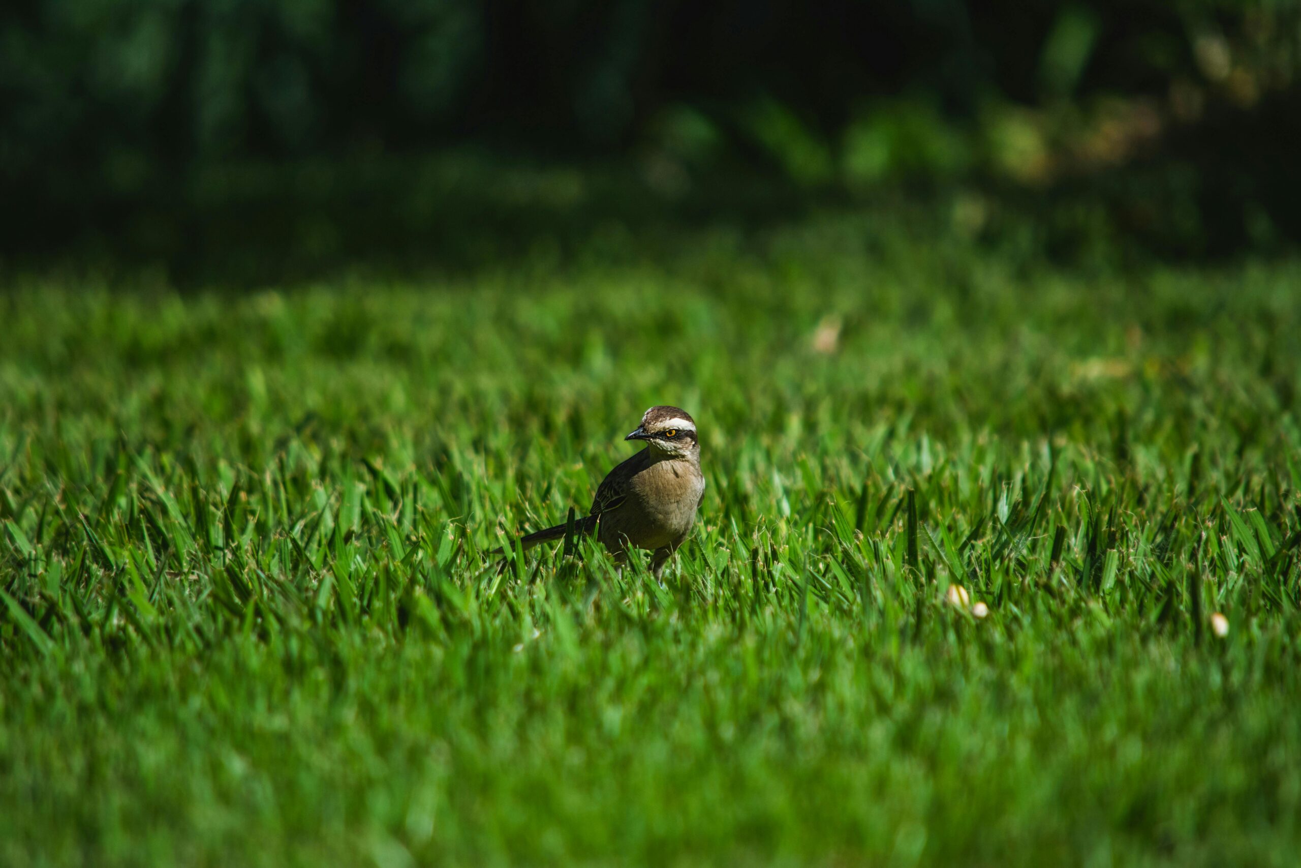 Jouw mooiste achtertuin: simpel, groen en helemaal van jou